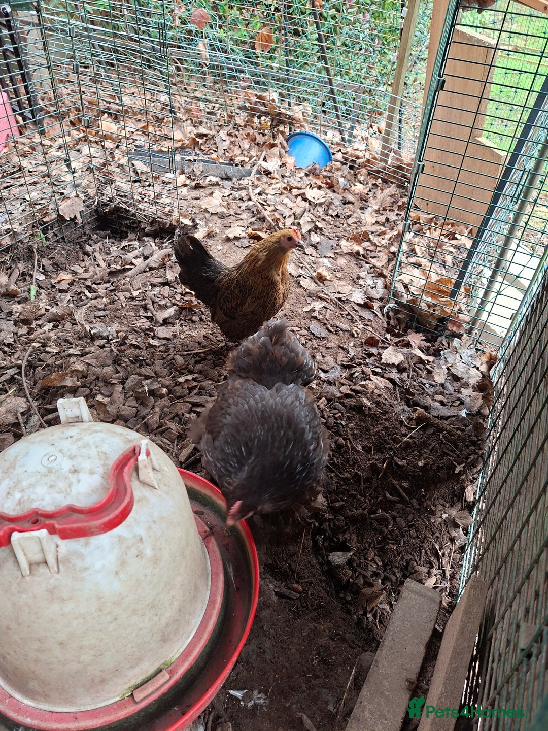 Chickens poultry for sale: Family loved chickens and Eglu - Advert 4