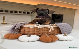 Cane Corso dogs for sale: Beautiful Cane Corso Puppies - Advert 31