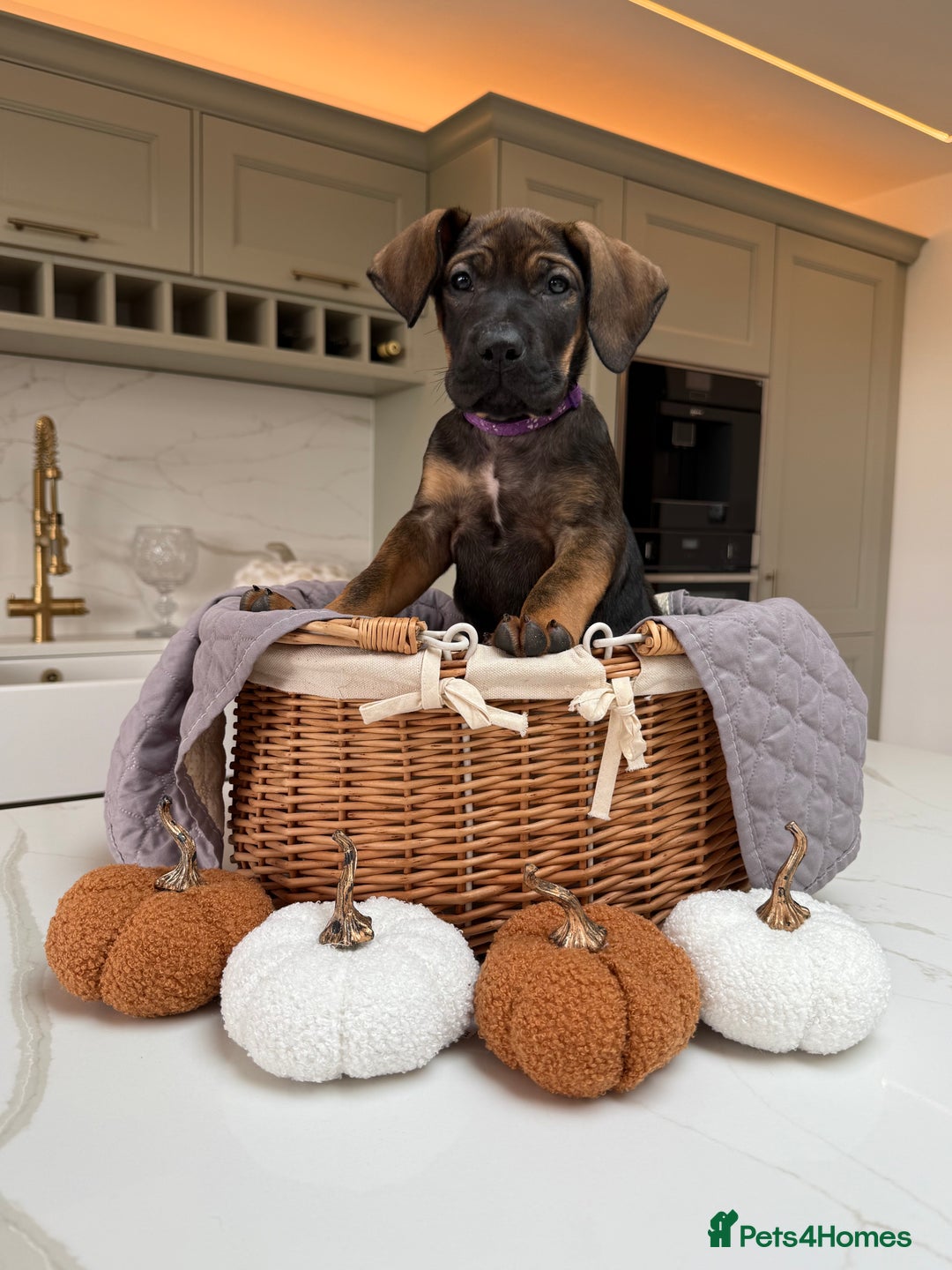 Cane Corso dogs for sale: Beautiful Cane Corso Puppies - Advert 31