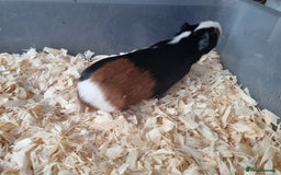 Guinea Pig rodents for sale: Baby Male Guinea Pigs  - Image 5