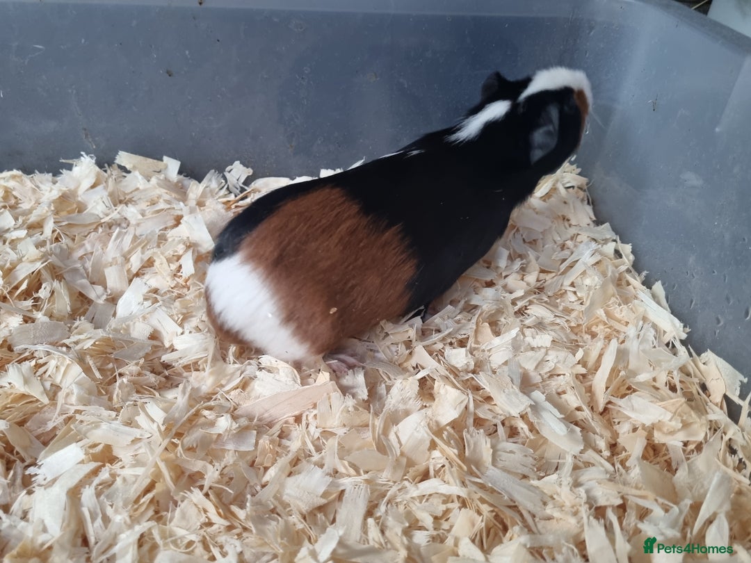 Guinea Pig rodents for sale: Baby Male Guinea Pigs  - Image 5