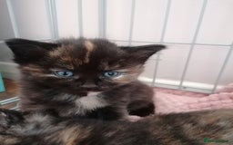 Domestic Shorthair cats for sale: Stunning kittens for sale  - Image 8
