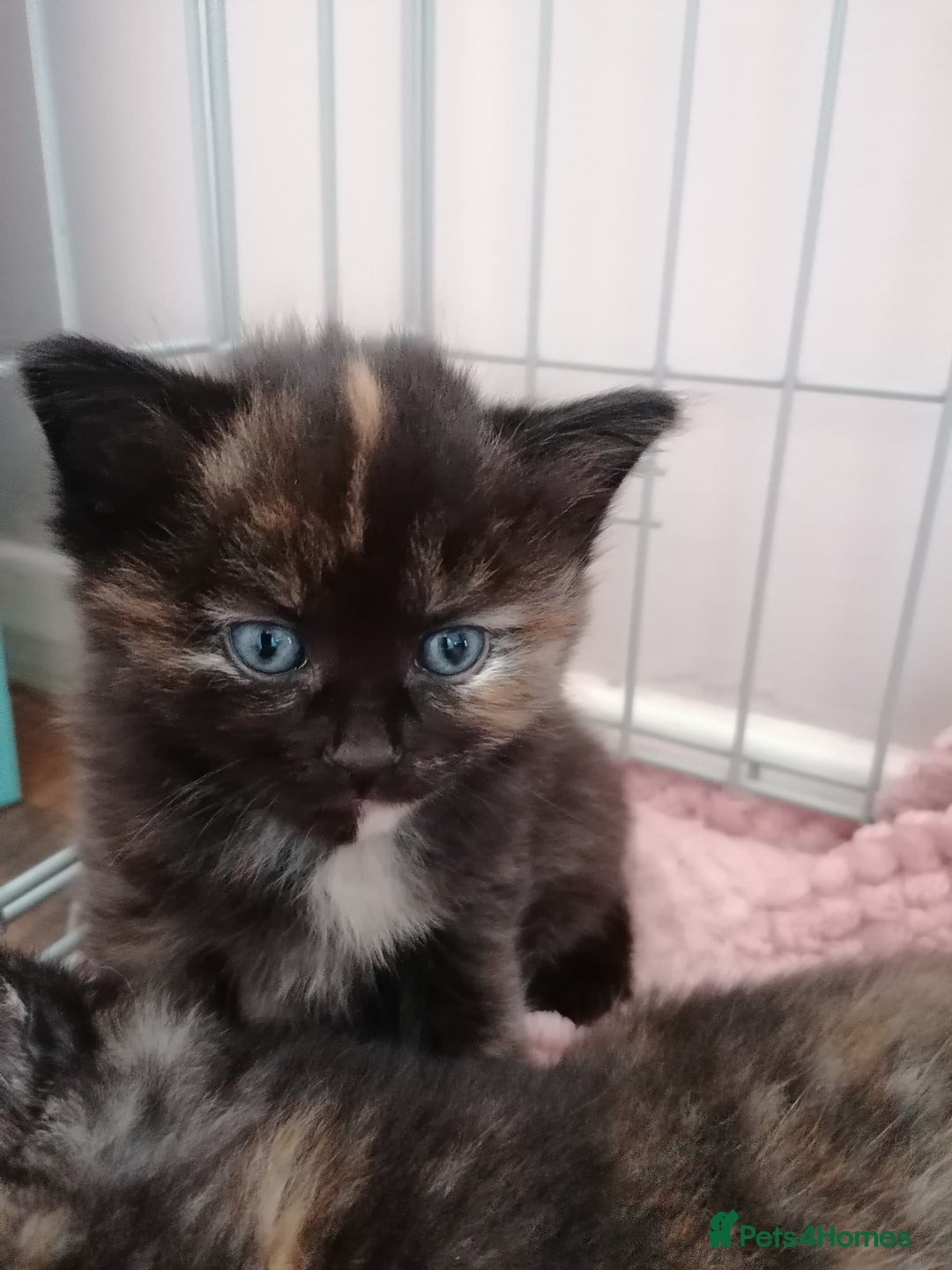 Domestic Shorthair cats for sale: Stunning kittens for sale  - Image 8