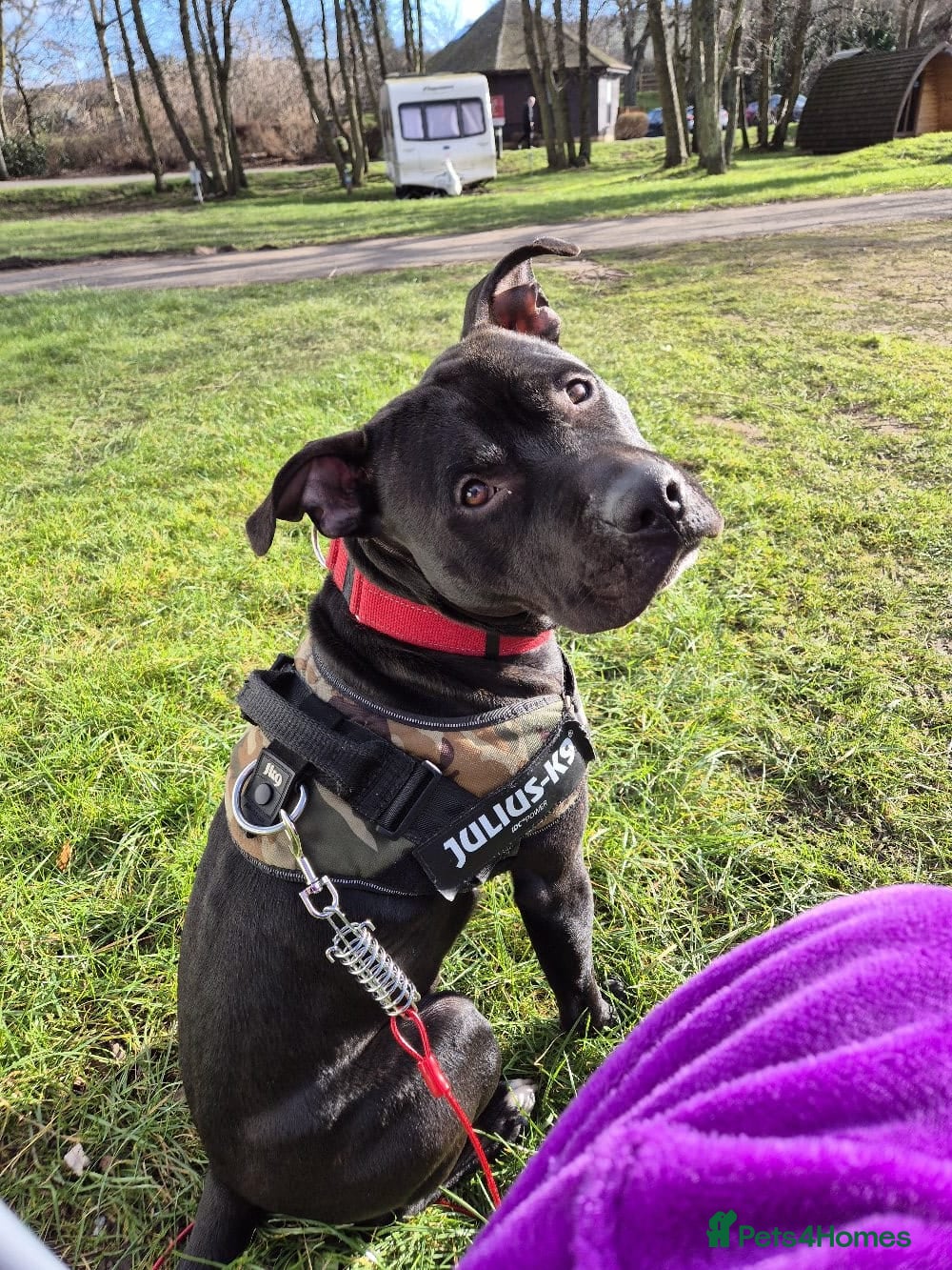 Mixed Breed dogs Rocky - Advert 16
