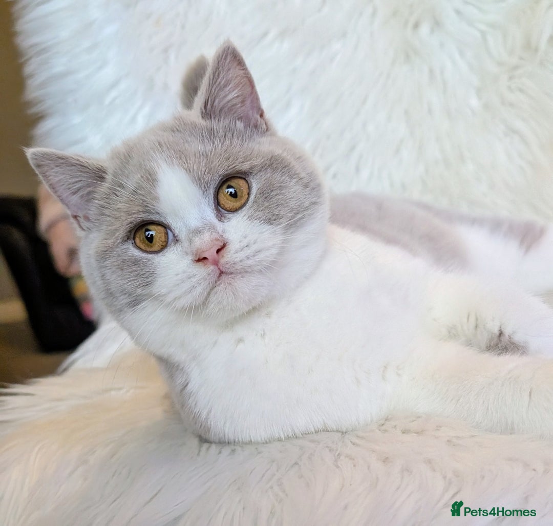 British Shorthair cats for sale: Amazing loving British shorthair kittens  - Advert 25