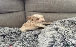 Cockapoo dogs for sale:   🐾 Cockapoo Puppies 🐶  - Image 1