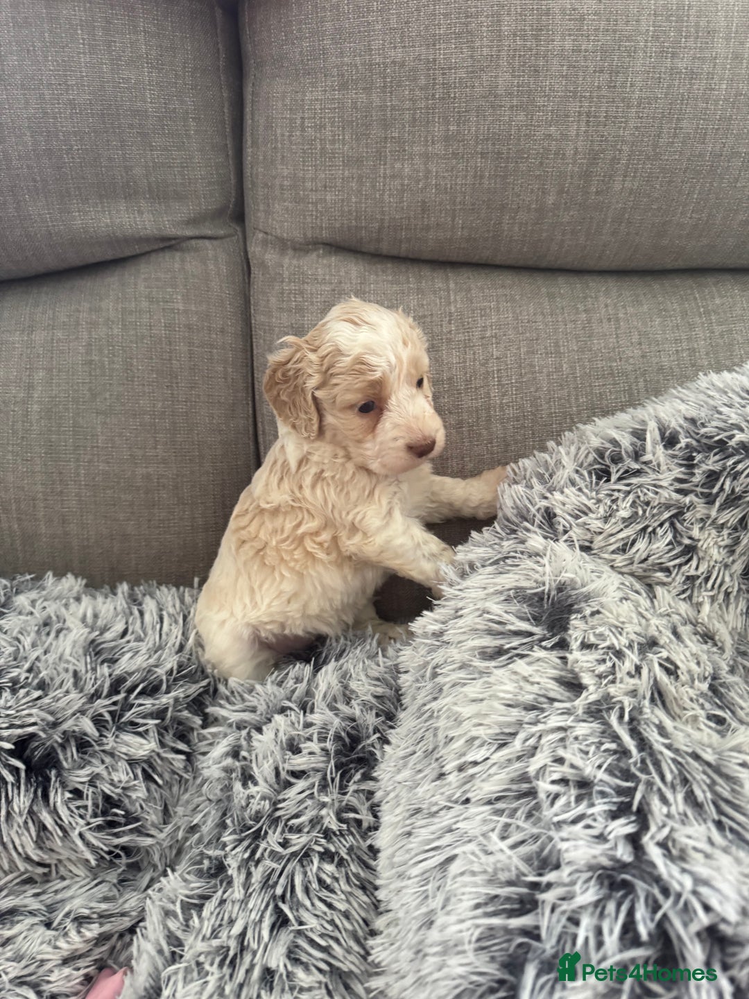 Cockapoo dogs for sale:   🐾 Cockapoo Puppies 🐶  - Image 1