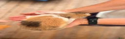Mini Lop rabbits for sale: Beautiful Mini Lops Litter - Advert 3