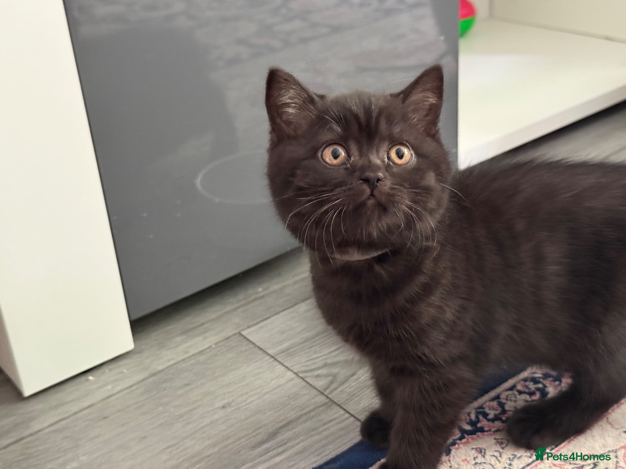 British Shorthair cats Adorable kitty  - Advert 1