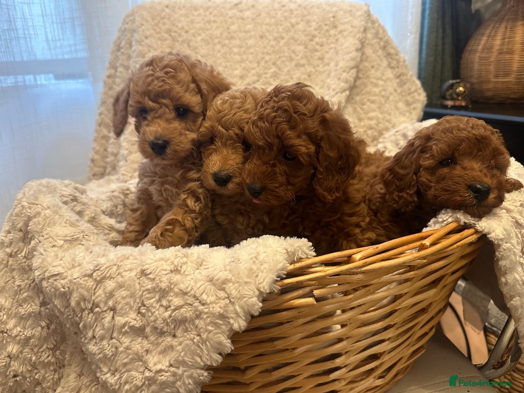 Toy Poodle dogs for sale: 🤎Toy poodles🤎 - Image 12