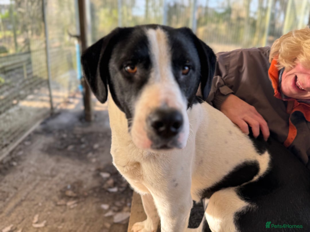 Mixed Breed dogs for adoption: LUCA – TWO YEARS WAITING FOR SOMEONE TO CARE 🐾 - Advert 16