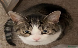 Domestic Shorthair cats for sale: Two cats for rehoming (for free ignore the price)  - Image 2