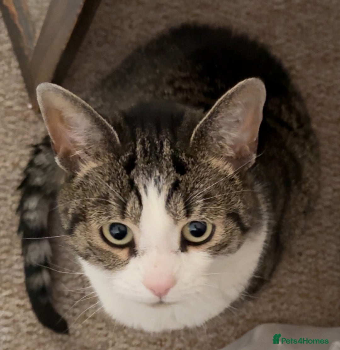 Domestic Shorthair cats for sale: Two cats for rehoming (for free ignore the price)  - Image 2