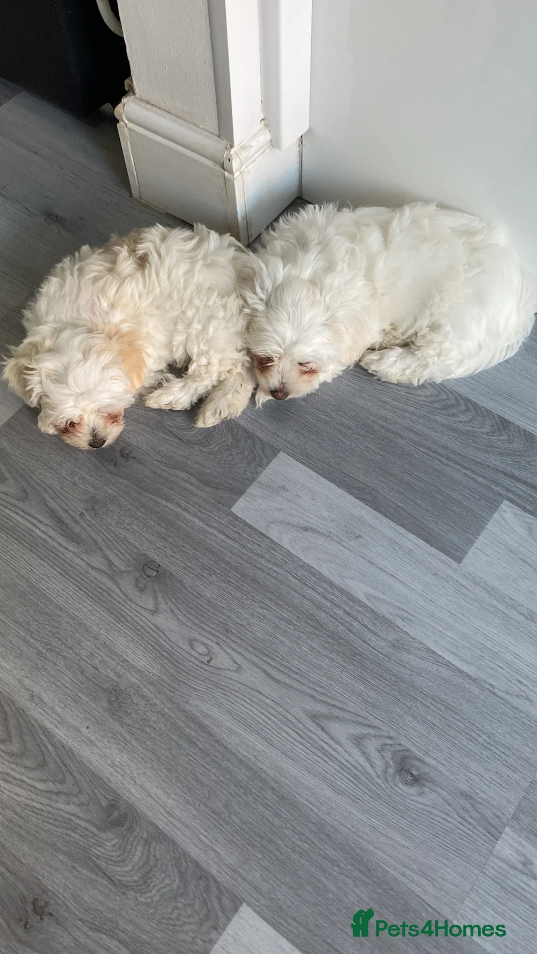 Mixed Breed dogs for sale: Mixed breed - Advert 2