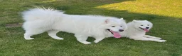 Samoyed dogs for sale: Only one girl left.  - Advert 4