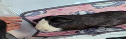 Guinea Pig rodents for sale: Beautiful Badger the Guinea Pig - Advert 3