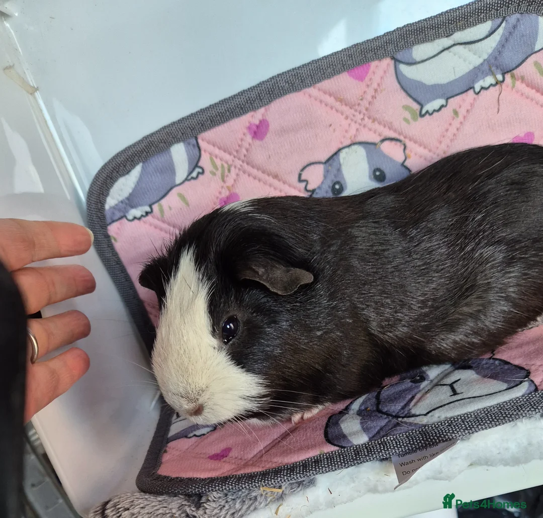 Guinea Pig rodents for sale: Beautiful Badger the Guinea Pig - Advert 3