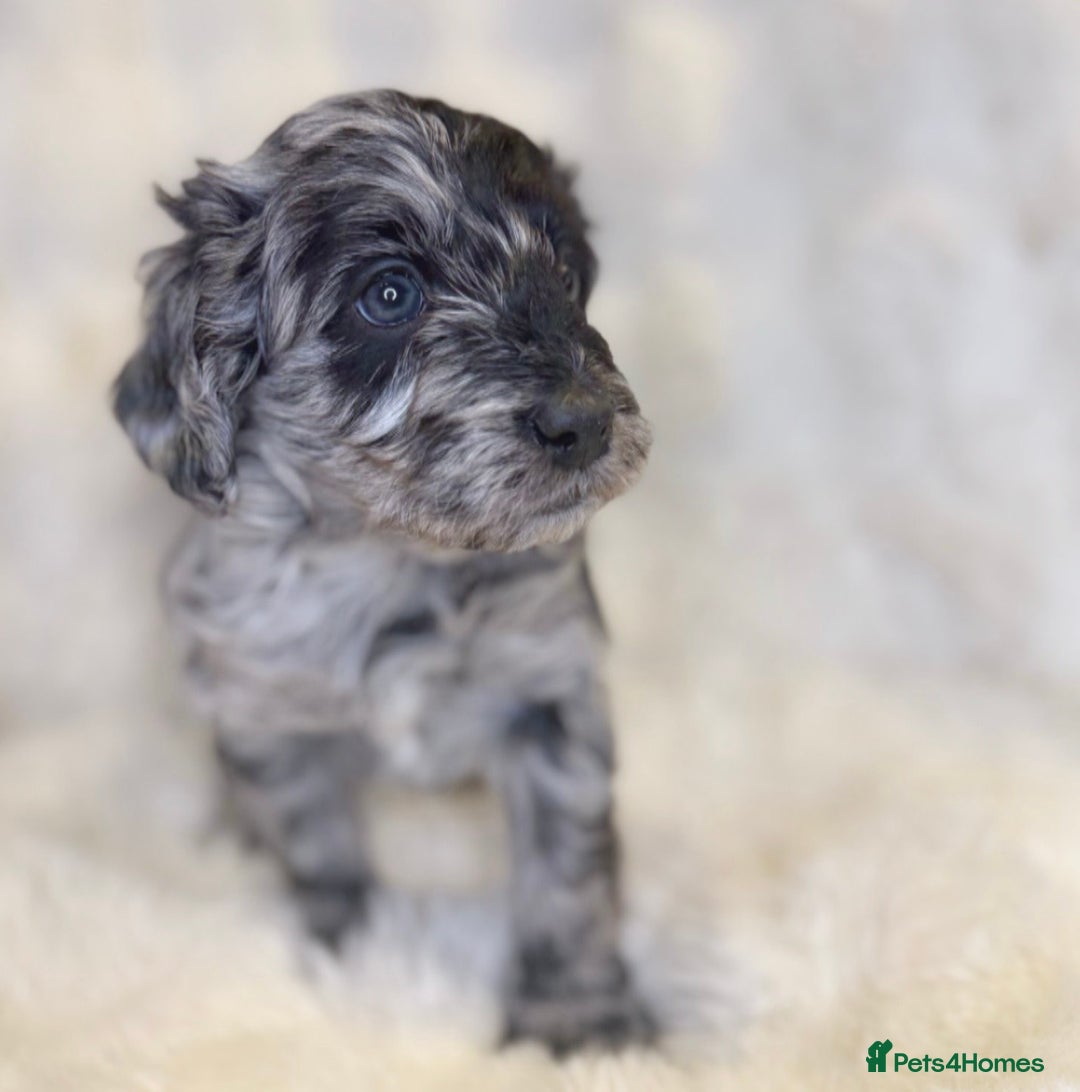 Labradoodle dogs for sale: Stunning merle F1b Labradoodle puppies  - Advert 3
