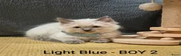 Ragdoll cats for sale: 😻 Ragdoll Kitten 😻 - Advert 11