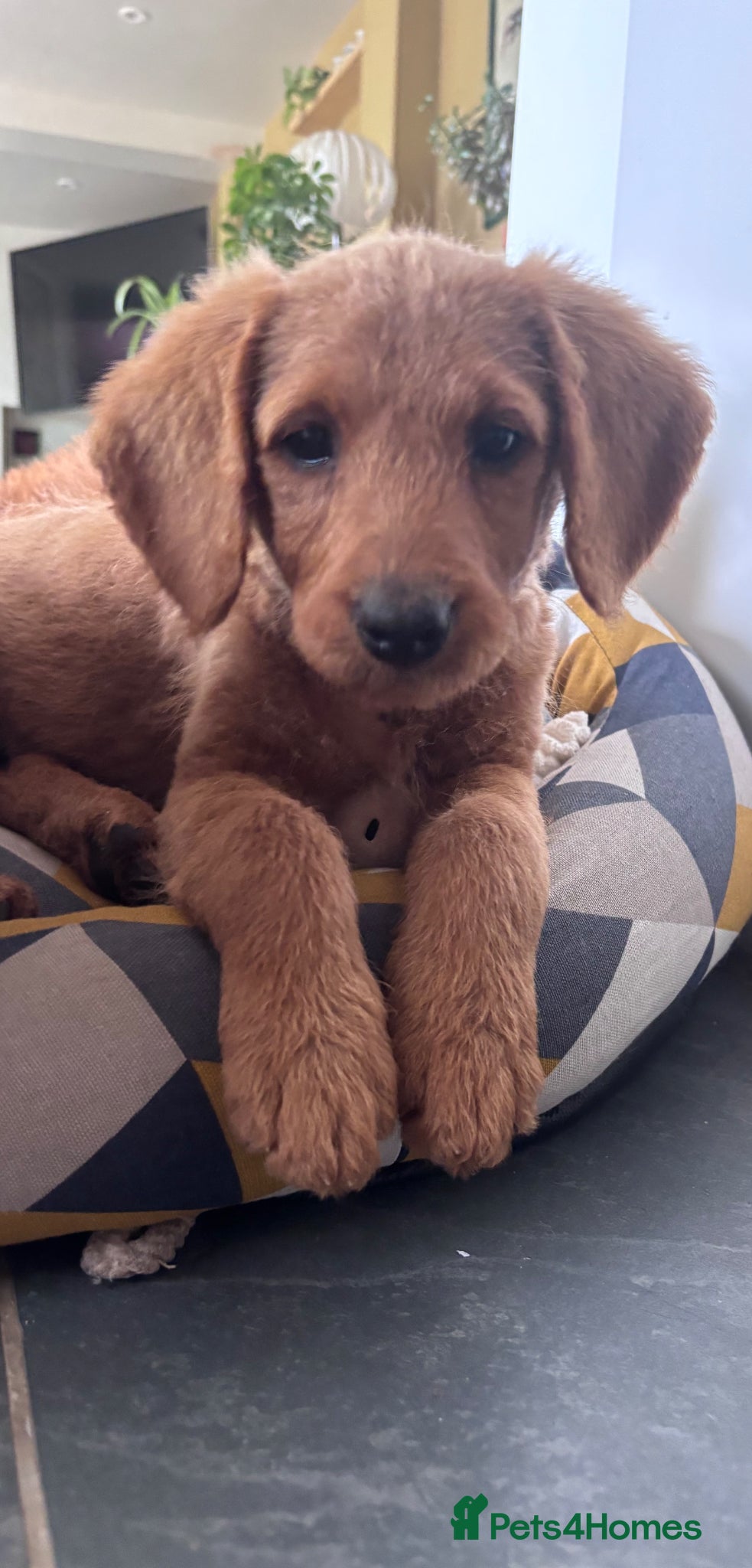 Labradoodle dogs Medium sized F1b Labradoodles  - Advert 17