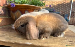 Mini Lop rabbits for sale: Two mini lop males for rehoming RTL 19.08 - Image 4