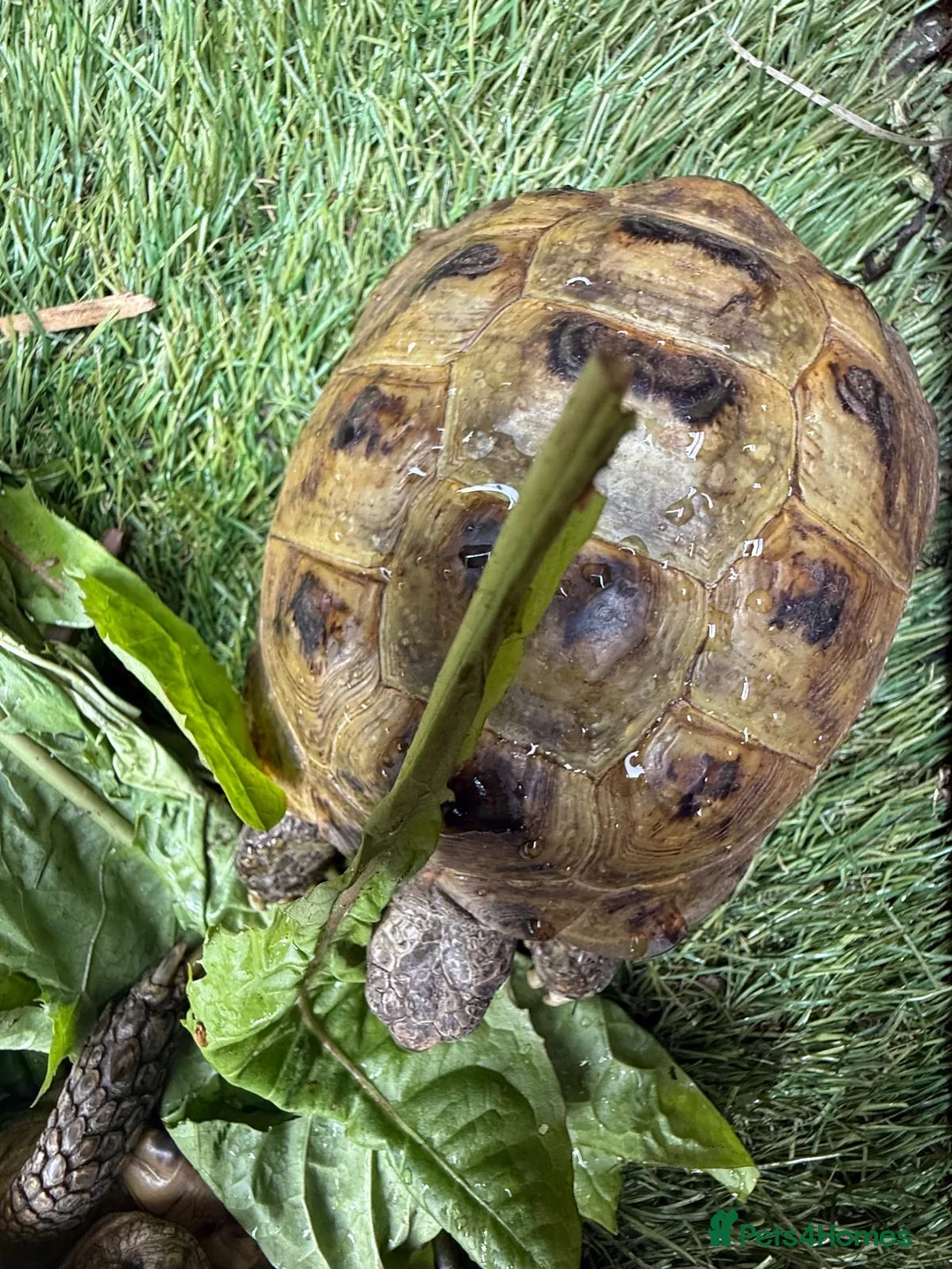 Tortoise reptiles for sale: Horsfield tortoises for loving new home in Huddersfield - Advert 6
