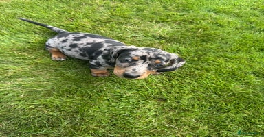 Miniature Dachshund dogs - Advert 9