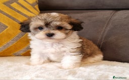 Shihpoo dogs for sale: Adorable little Shihpoo's, sold fully vaccinated - Image 30