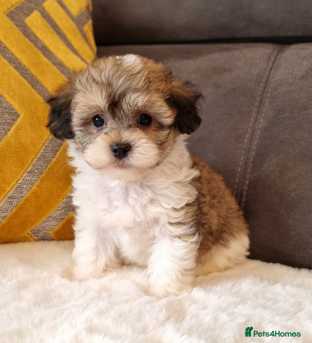 Shihpoo dogs for sale: Adorable little Shihpoo's, sold fully vaccinated - Image 30