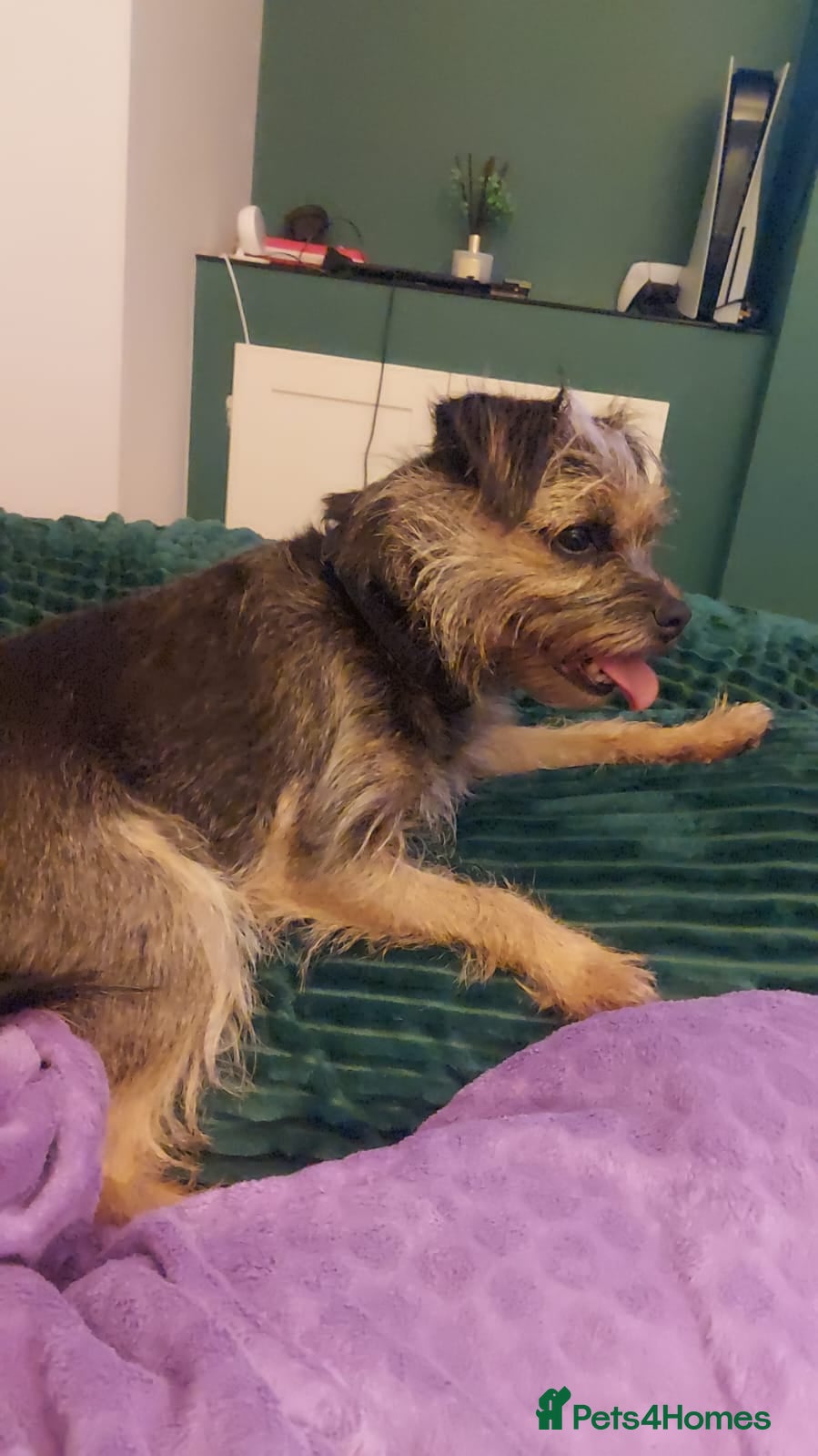 Border Terrier dogs Border terrier puppies for sale  - Advert 9