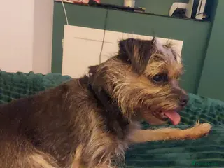 Border Terrier dogs Border terrier puppies for sale - Advert 1