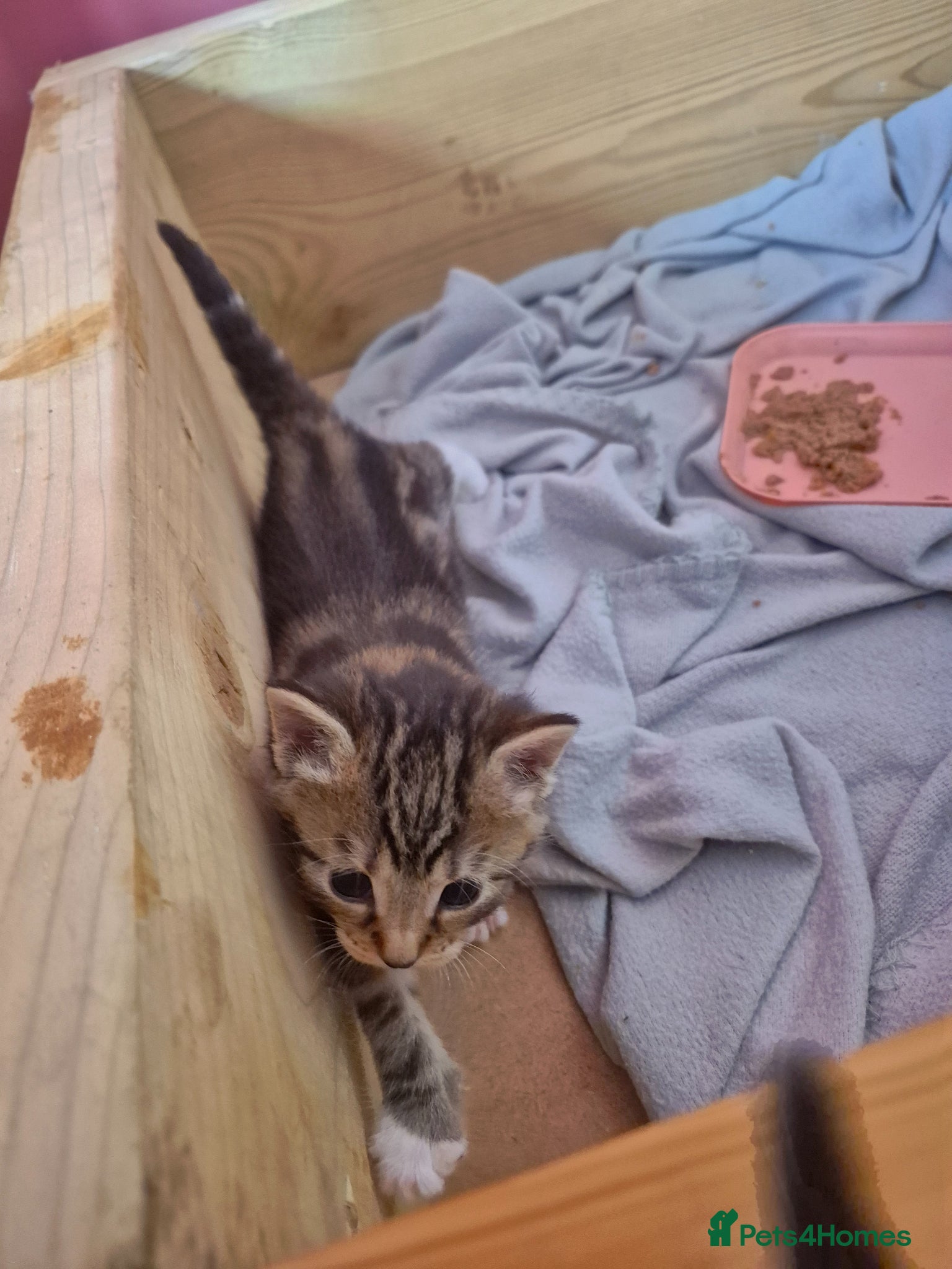 Domestic Shorthair cats for sale: 4 gorgeous kittens.  - Advert 7
