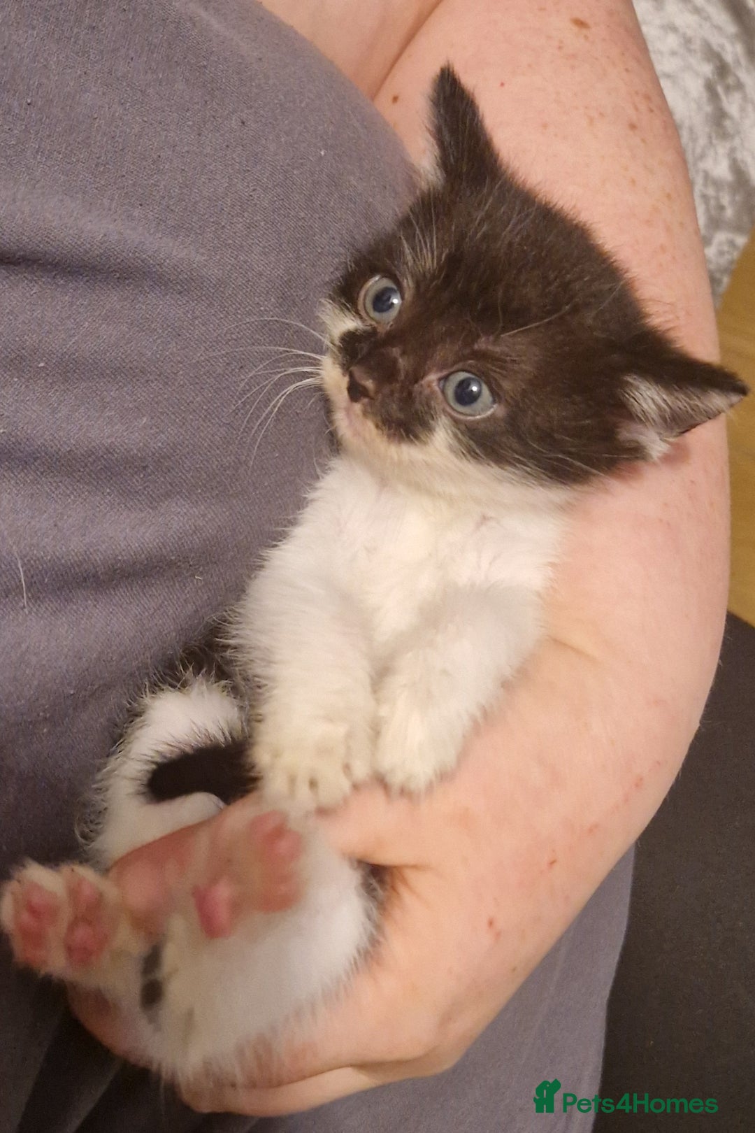 Mixed Breed cats for sale: £50 for a pair READY NOW 8 week old kittens - Image 3