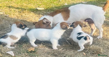 Jack Russell dogs - Advert 2