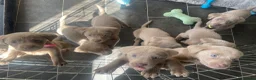 Labrador Retriever dogs for sale: Adorable KC (SILVER) labrador retriever puppies - Advert 13