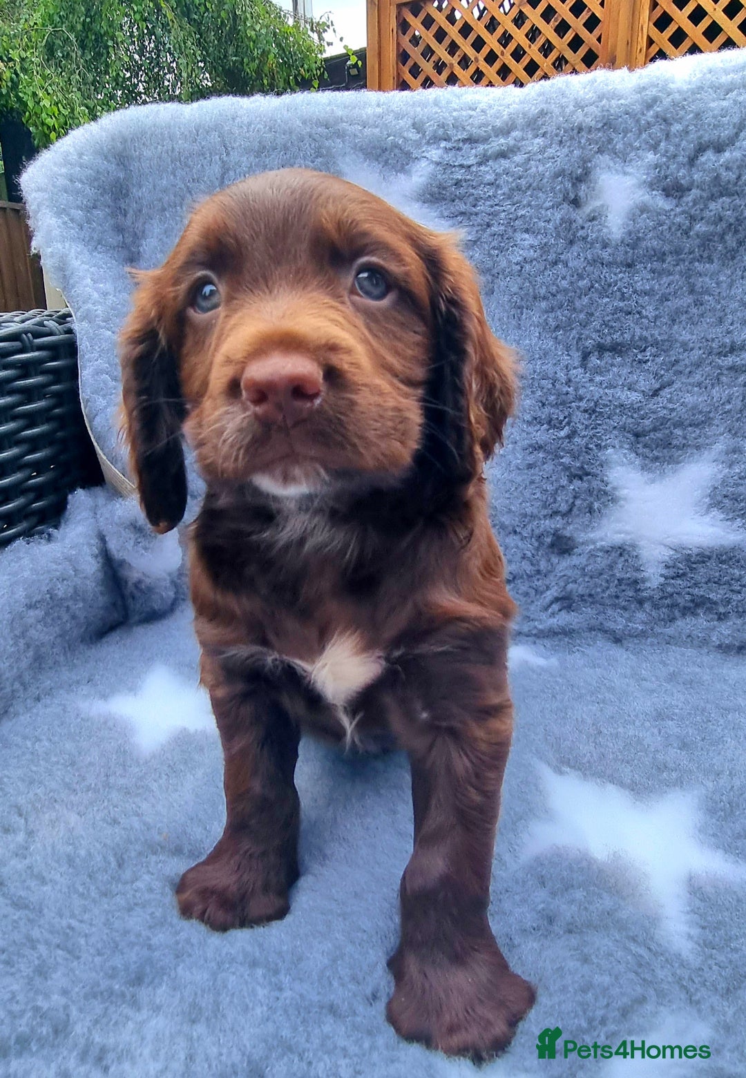Sprocker dogs for sale: Stunning Sprocker Spaniel puppies  - Image 20
