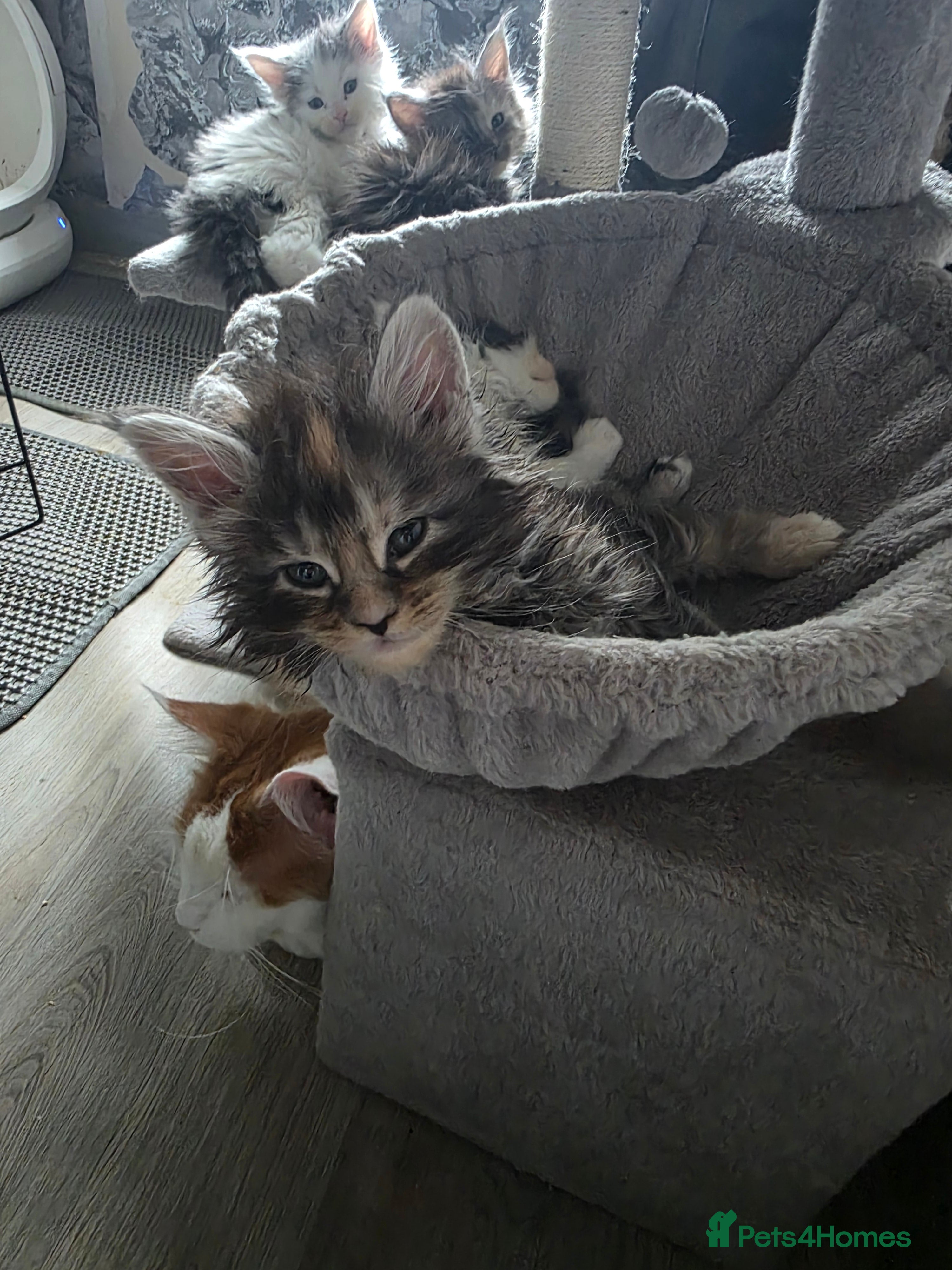 Maine Coon cats STUNNING MAINE COON KITTENS  - Advert 16