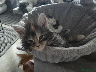 Maine Coon cats STUNNING MAINE COON KITTENS - Advert 16