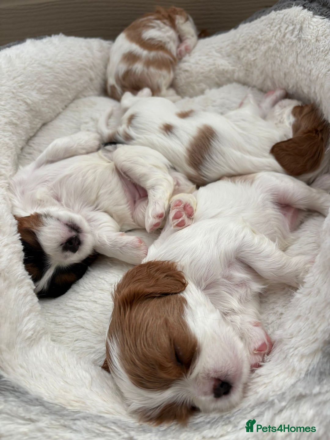 Cavalier King Charles Spaniel dogs for sale: Beautiful Blenheim King Charles spaniel pups    - Advert 5