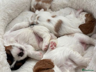 Cavalier King Charles Spaniel dogs Beautiful Blenheim King Charles spaniel pups - Advert 1