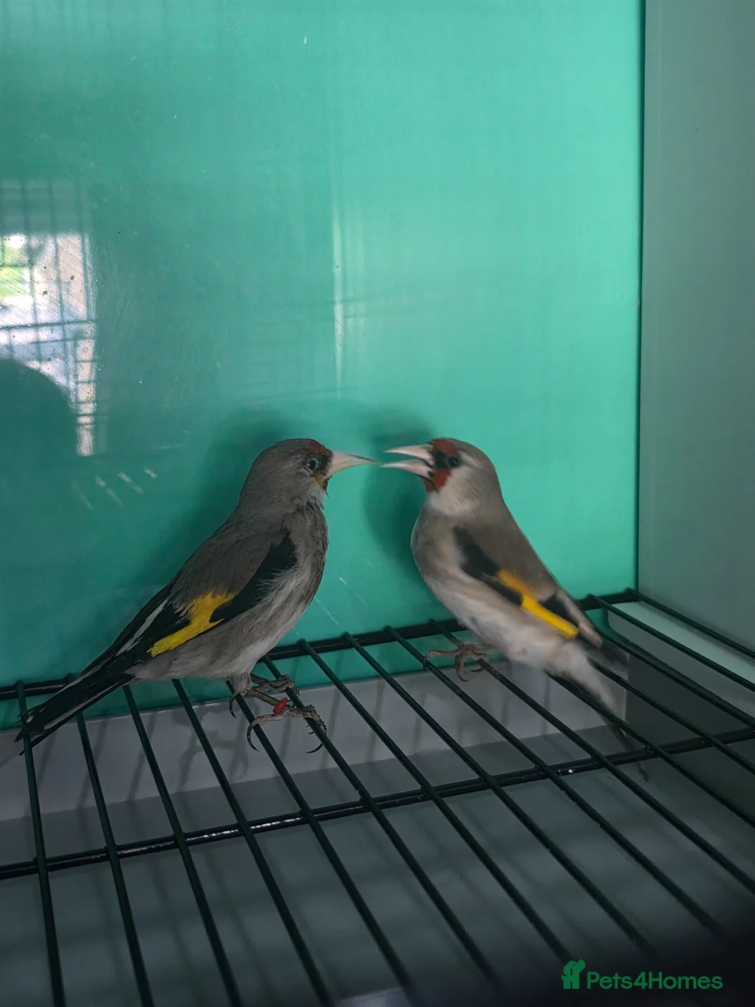 Finches birds for sale: Pair of Himalayan goldfinch  - Advert 1