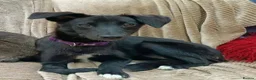 Mixed Breed dogs for adoption: Purple for adoption - Advert 1