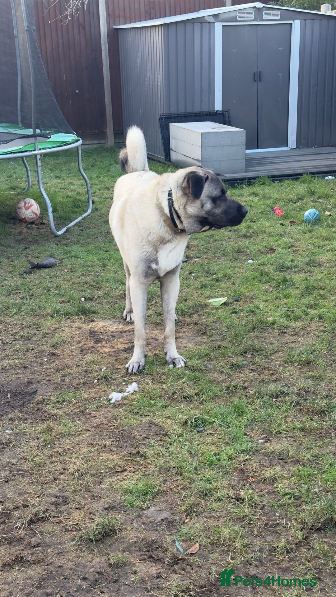 Turkish Kangal dogs for sale: Turkish kangal - Advert 2