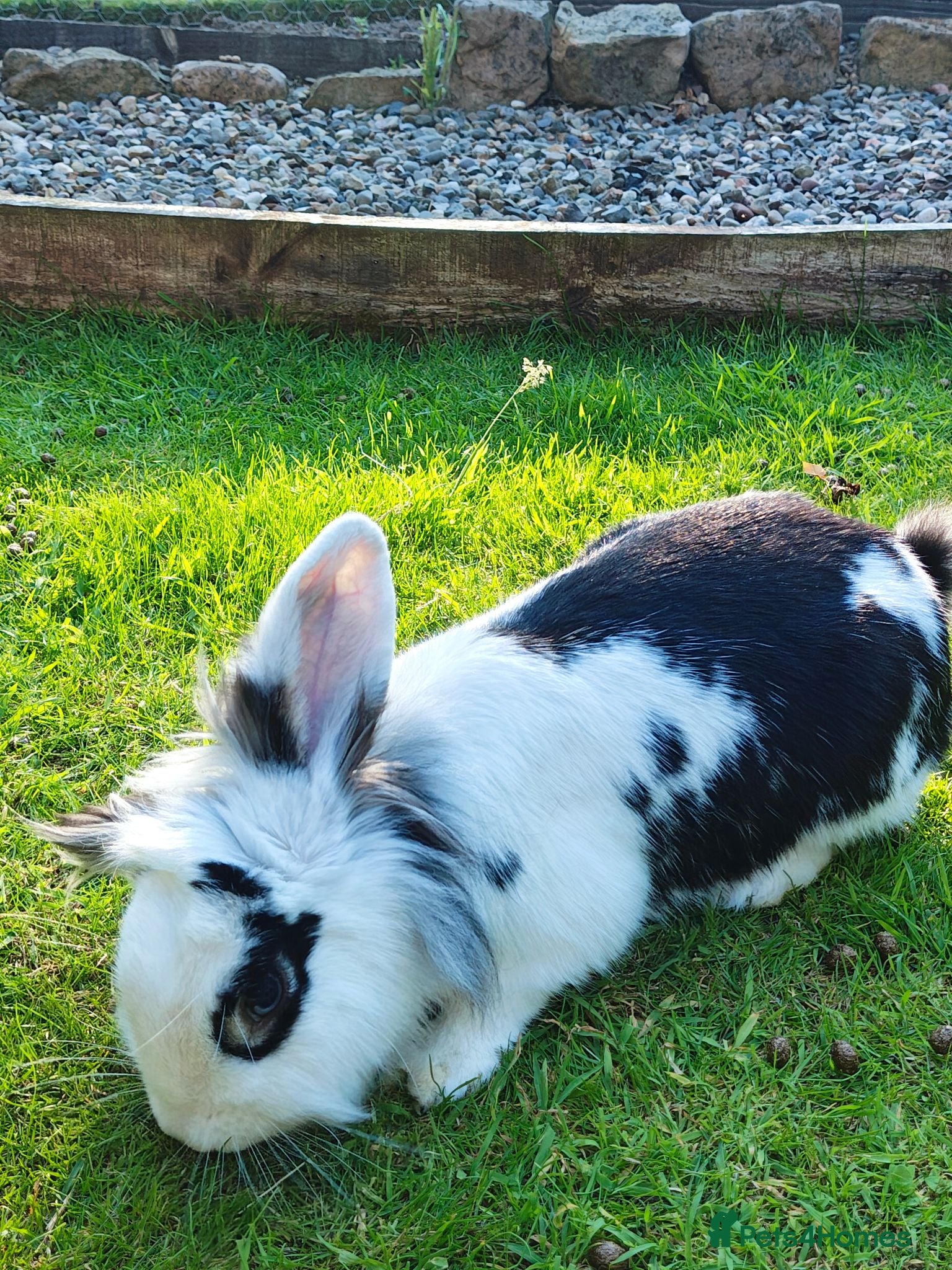 Mini Lion Lop rabbits Mini Lion Lop - Advert 1