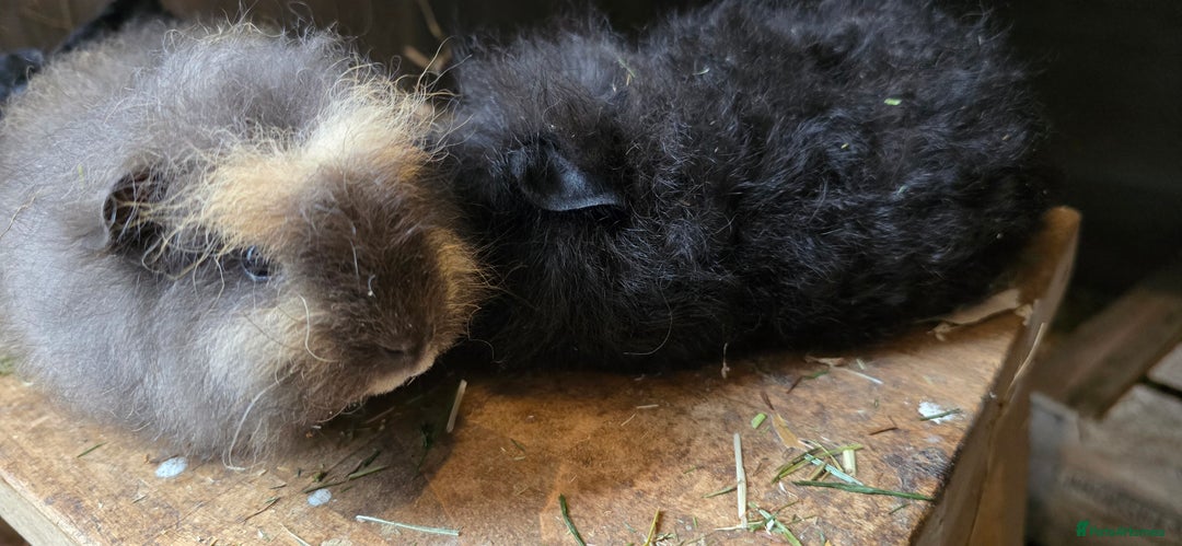 Guinea Pig rodents for sale: Adorable Swiss babies - Image 2
