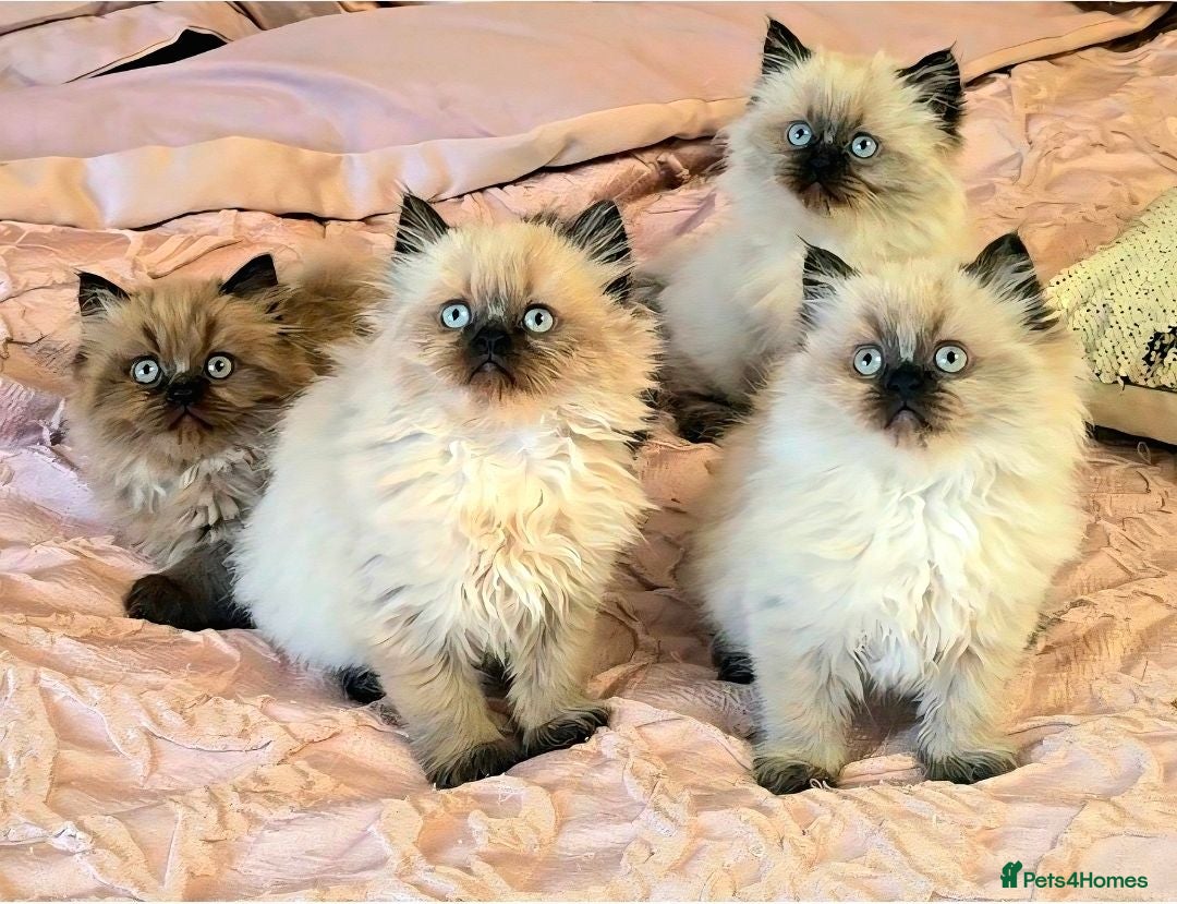 Persian cats Quality Minuet Persians - Advert 1