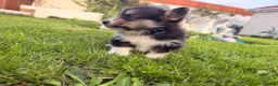 Welsh Corgi Pembroke dogs for sale: Kc pembroke corgi puppies - Advert 4