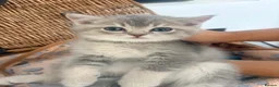 British Shorthair cats for sale: Cuteness overload♥️ British shorthair/chinchillas  - Advert 11