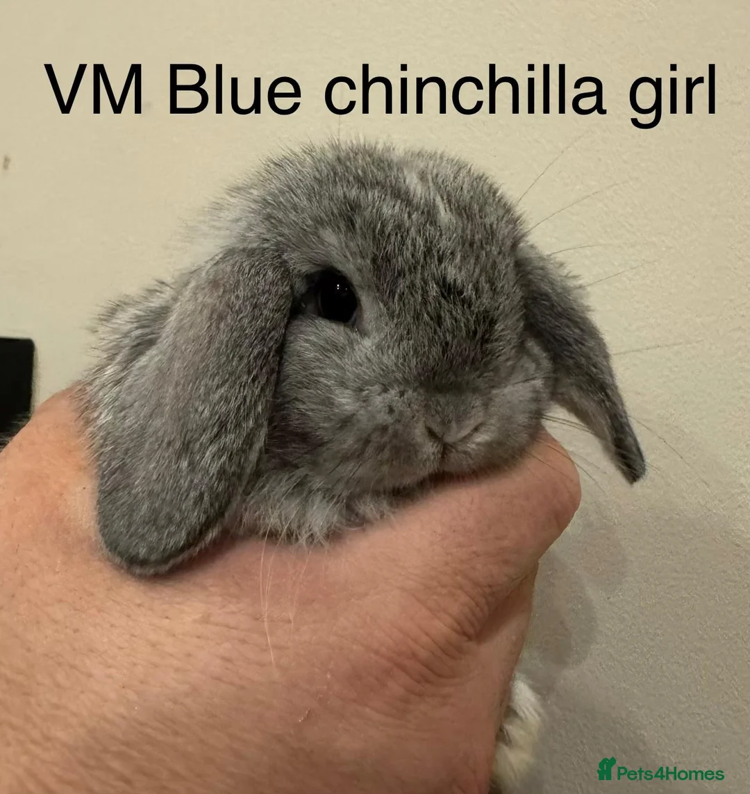 Mini Lop rabbits for sale: Stunning Mini Lops, Ready To Reserve - Advert 14