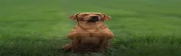 Labrador Retriever dogs for sale: Fox Red Labrador Puppies For Sale - Advert 5
